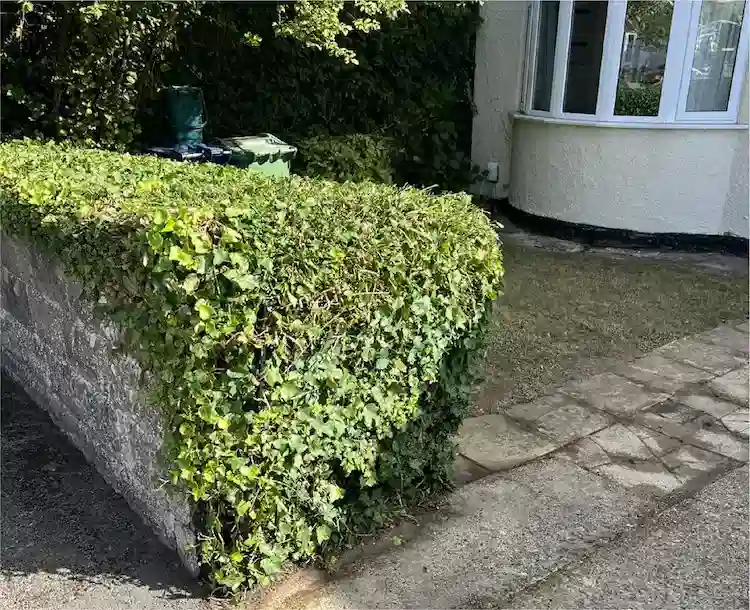 Garden maintenance